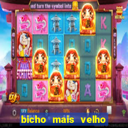 bicho mais velho da loteria dos sonhos